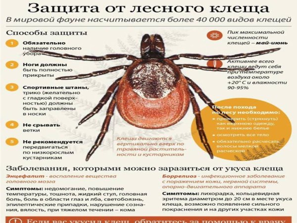 Памятка про клещей Роспотребнадзор
