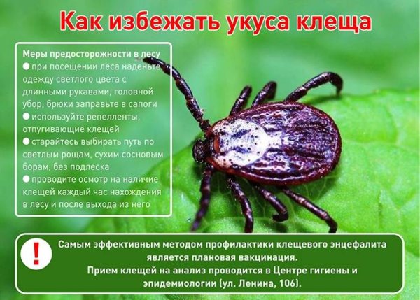 Клещевой энцефалит прививка буклет