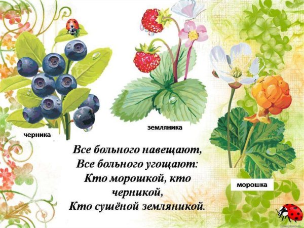 Плакат лекарственные растения для детей