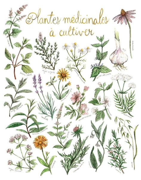 Лекарственные растения для детей