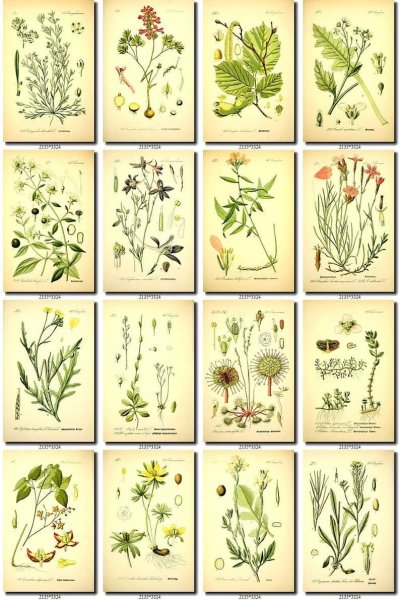 Зеленая аптека лекарственные растения