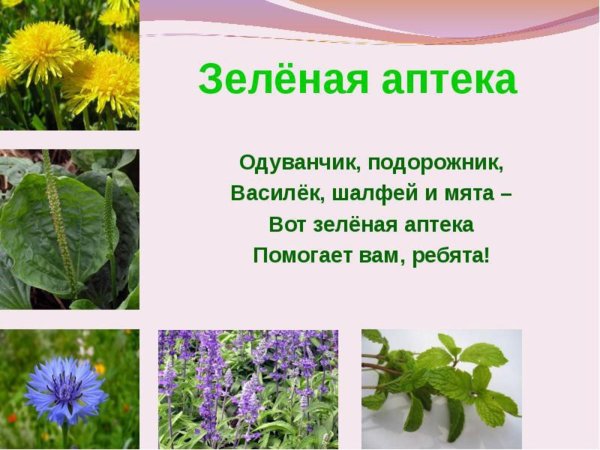 Карточки лекарственные растения для дошкольников