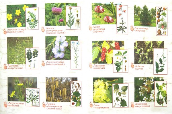 Лекарственные травы для дошкольников