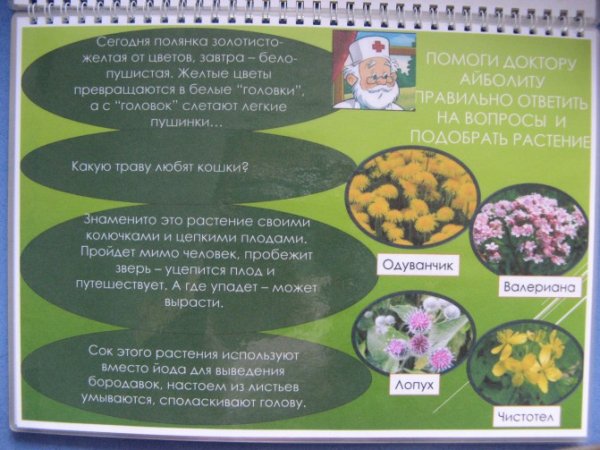Лекарственные растения для дошкольников