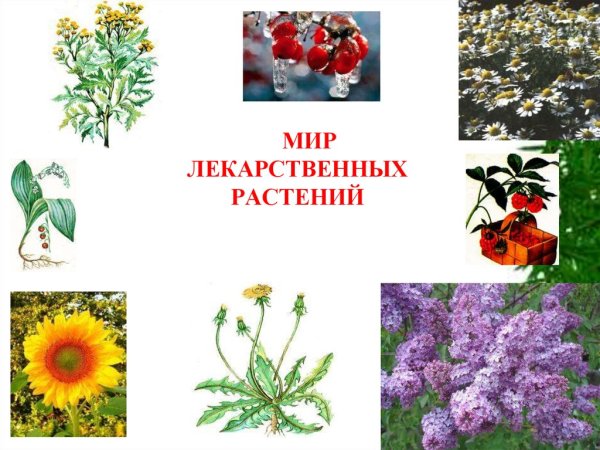 Ядовитые растения для дошкольников