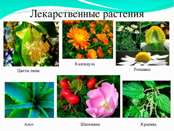 Лекарственные растения 2 класс