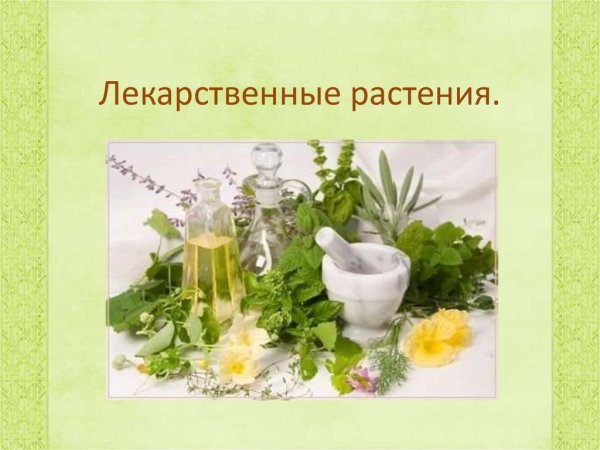 Лекарственные растения для детей в детском саду