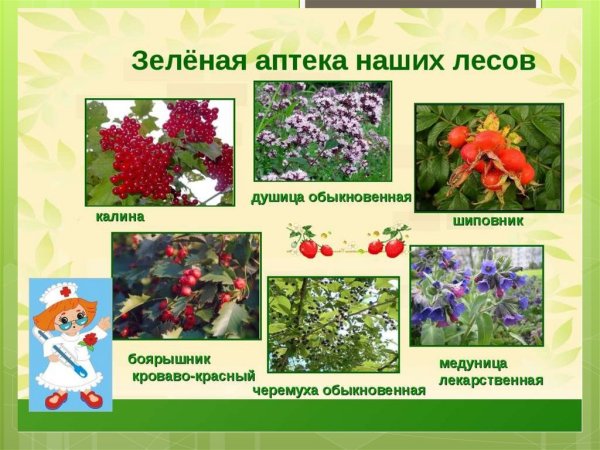 Лекарственные растения для детей старшей группы