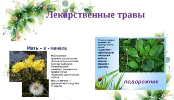 Плакат мир лекарственных растений