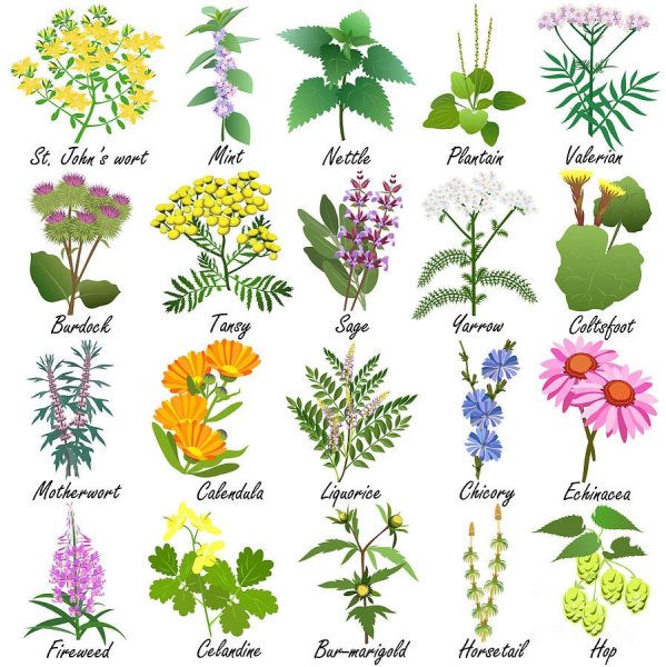 Гербарий "лекарственные растения" (20 видов)