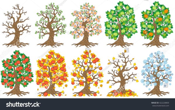 Дерево 4 сезонов для дошкольников