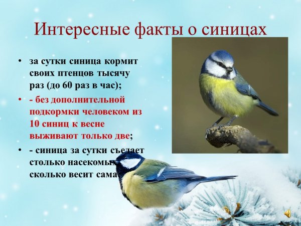 Праздник Синичкин день