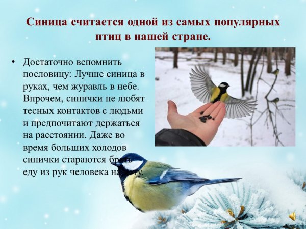 День синички 12 ноября