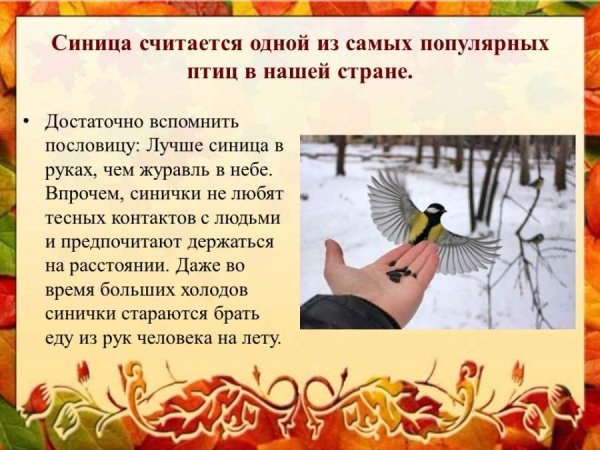 Синичкин день рисование средняя группа