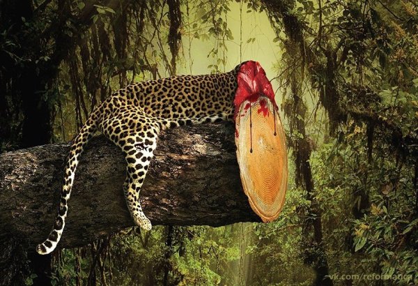 Реклама фонда дикой природы