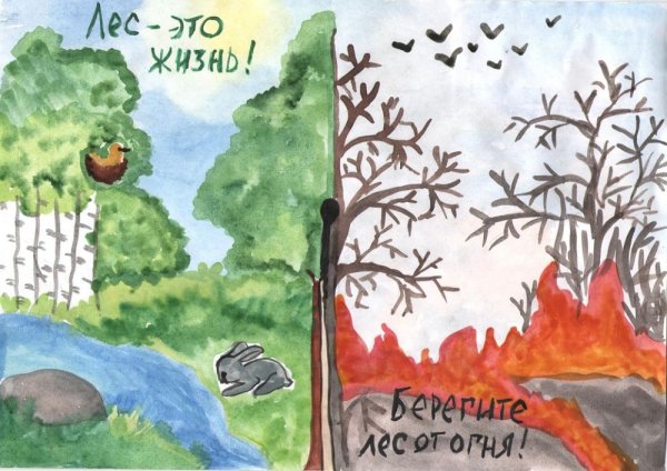 Carbon dioxide Rainforests