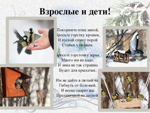 Акция Покорми птиц