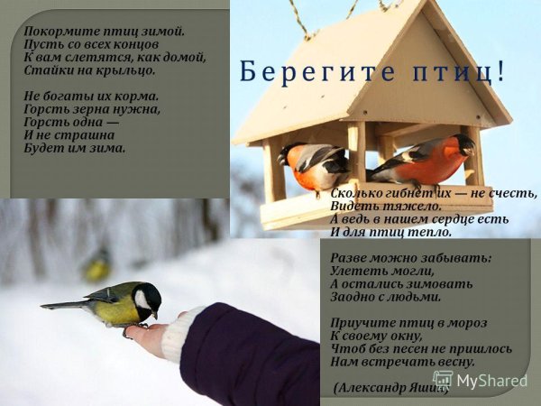 Покорители птичц зимой