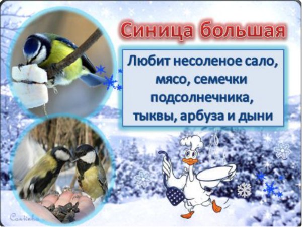 Акция кормушка для птиц