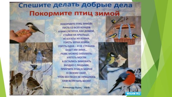 Проект Накорми птиц зимой