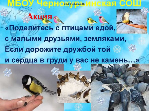 Чем кормить зимующих птиц