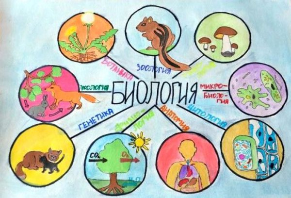 Плакат по биологии
