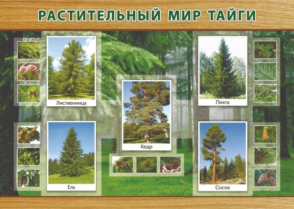 Зона тайги растения