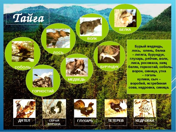 Обитатели зоны тайги