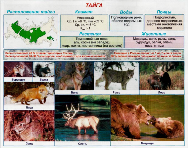 Природные зоны России 4 класс окружающий мир таблица Тайга
