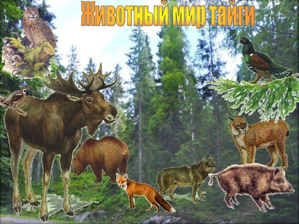 Тайга для детей
