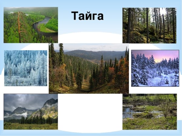Зона тайги в России 4 класс