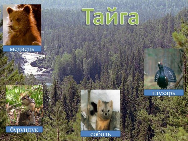 Проект на тему Тайга