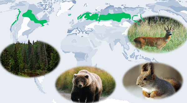 Животные климатических зон России