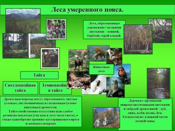 Леса умеренного пояса Евразии