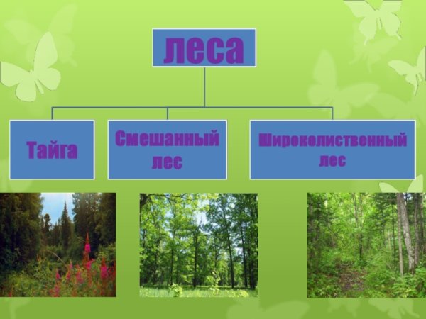 Тайга смешанные леса широколиственный лес