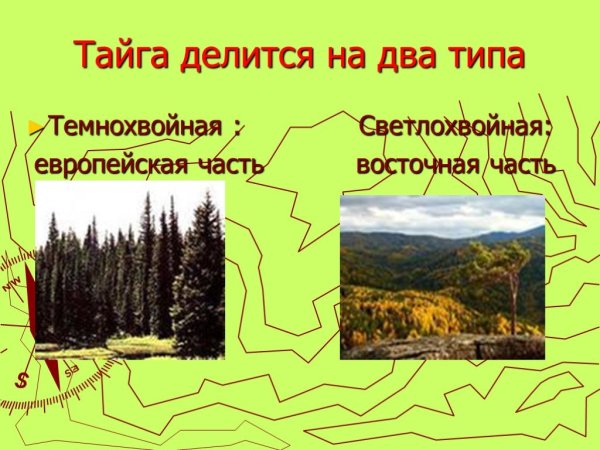 Проект по географии Тайга