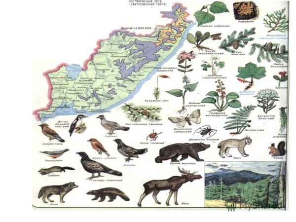 Карта растительности дальнего Востока