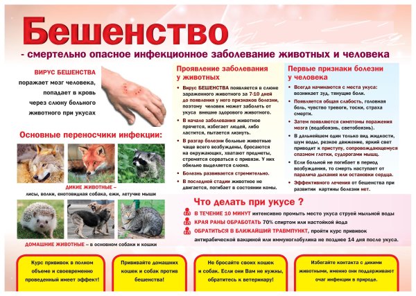 Буклет бешенство животных