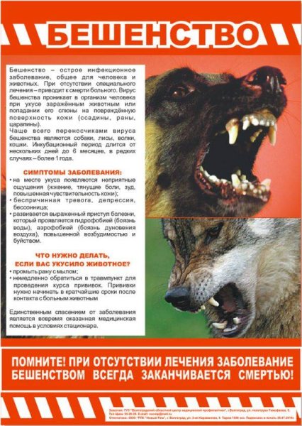 Бюллетень на тему бешенство