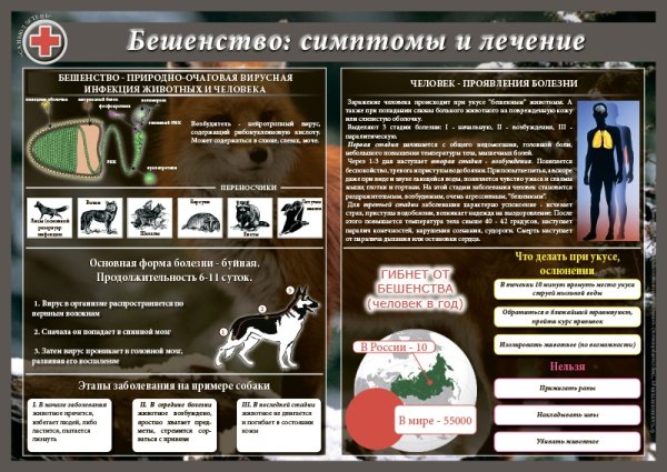 Профилактика бешенства плакат