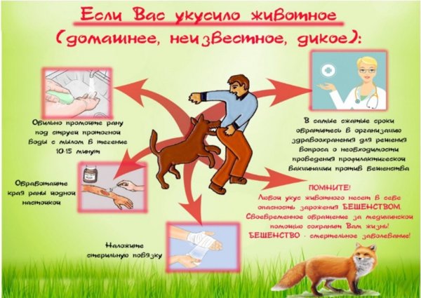 Заболевание бешенство у животных