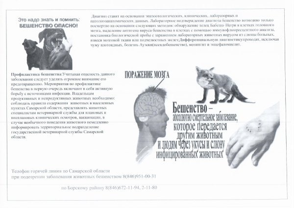 Осторожно бешенство памятка для детей