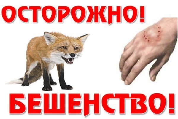 Буклет профилактика бешенства