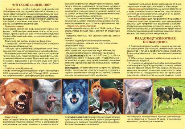 Бешенство памятка
