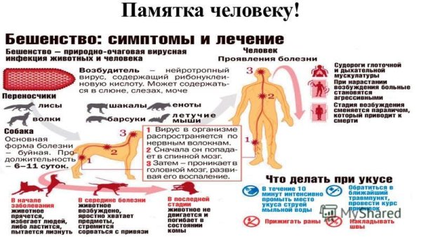 Бешенство памятка