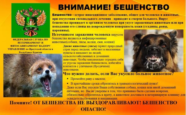Памятка бешенство животных