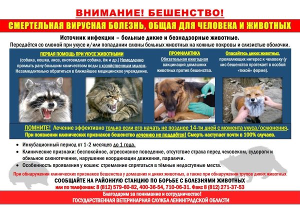 Профилактика бешенства картинки