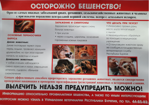 Профилактика бешенства инфографика