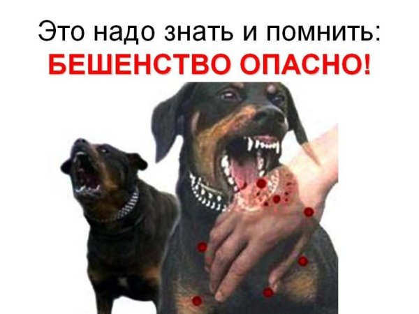 Профилактика бешенства у животных