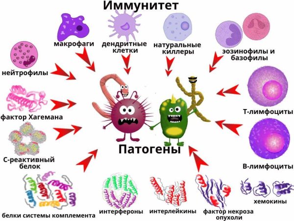 Вирусы в организме человека